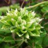 Клематис Грин Пэшн, Зеленая Страсть (Green Passion) 7