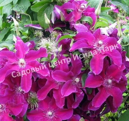 Клематис Гуви (Huvi) Клематис Гуви (Huvi)