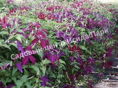 Клематис Гуви (Huvi) Клематис Гуви (Huvi)