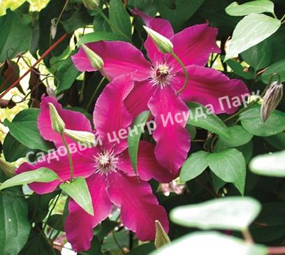 Клематис Гуви (Huvi) Клематис Гуви (Huvi)