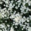 Клематис Звездочет (Stargazer) 5