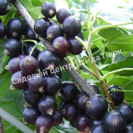 Смородина черная Дашковская (Dashkovskaya) Смородина черная Дашковская (Dashkovskaya)