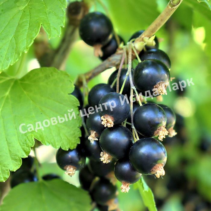 Смородина черная Дашковская (Dashkovskaya) Смородина черная Дашковская (Dashkovskaya)