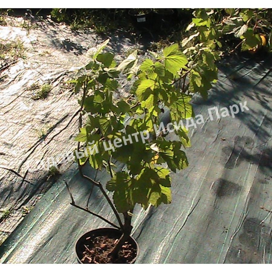 Смородина черная Дашковская (Dashkovskaya) Смородина черная Дашковская (Dashkovskaya)