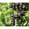 Смородина черная Дашковская (Dashkovskaya) 6 Смородина черная Дашковская (Dashkovskaya) 6