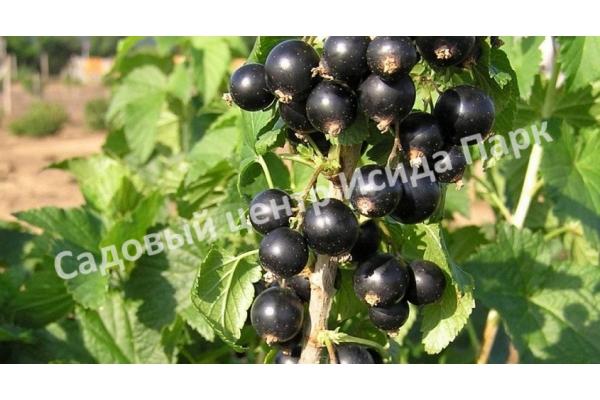 Смородина черная Дашковская (Dashkovskaya) Смородина черная Дашковская (Dashkovskaya)