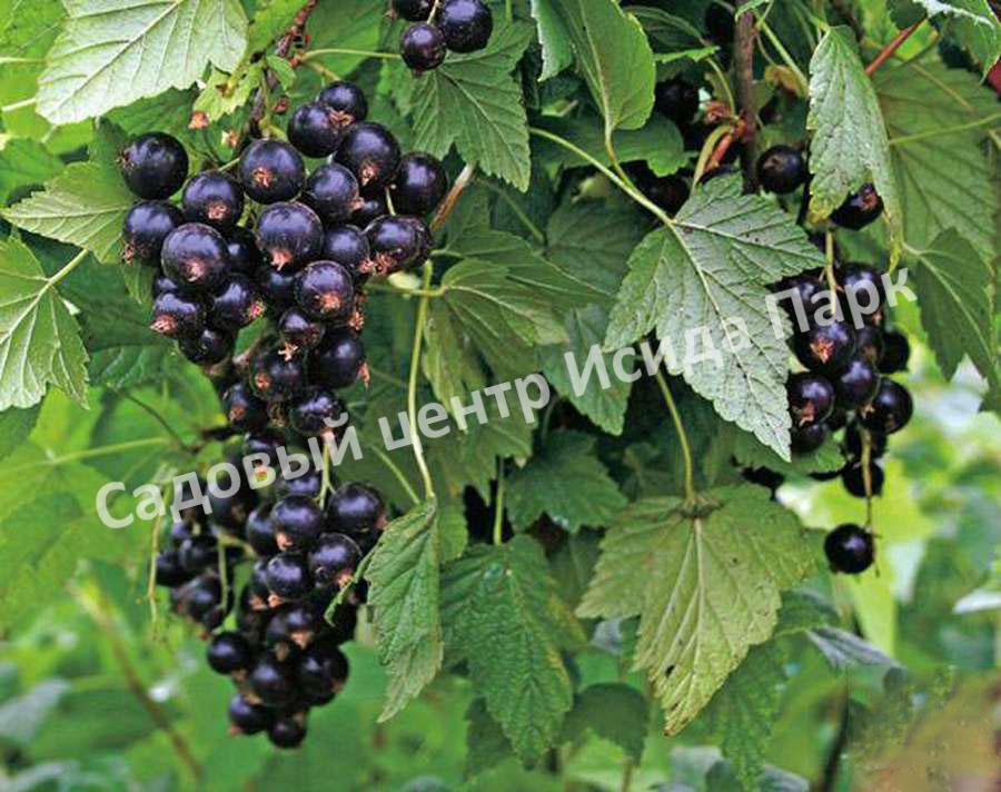 Смородина черная Дашковская (Dashkovskaya) Смородина черная Дашковская (Dashkovskaya)