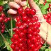 Смородина красная Длиннокистная красная (Long-leaved red) 2
