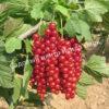 Смородина красная Длиннокистная красная (Long-leaved red) 1