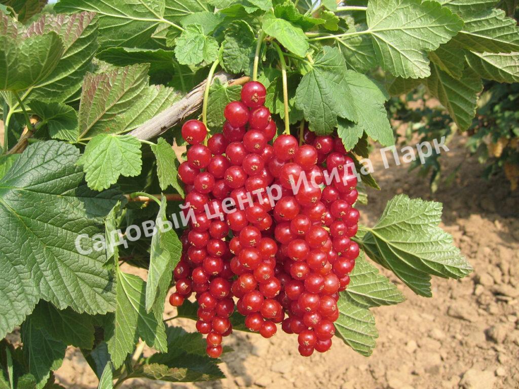 Смородина красная Длиннокистная красная (Long-leaved red)