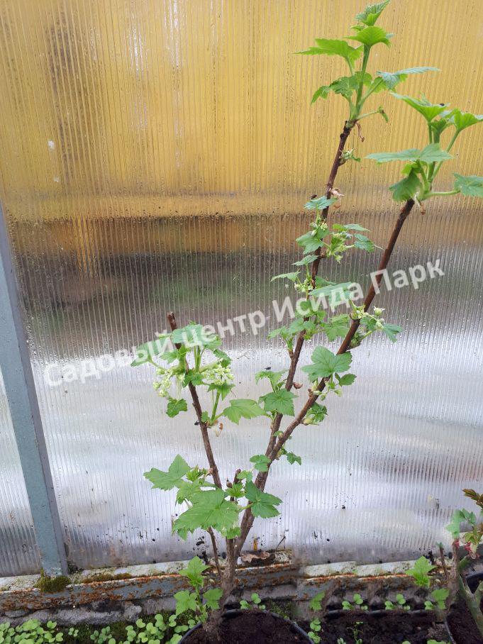 Смородина белая Снежная Королева (Snezhnaya Koroleva) Смородина белая Снежная Королева (Snezhnaya Koroleva)