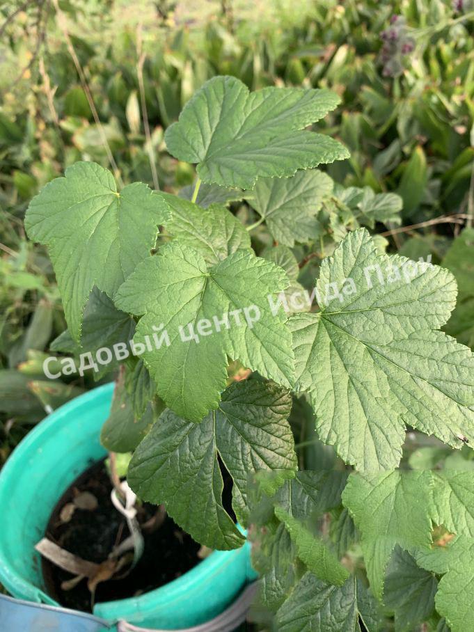 Смородина белая Снежная Королева (Snezhnaya Koroleva) Смородина белая Снежная Королева (Snezhnaya Koroleva)