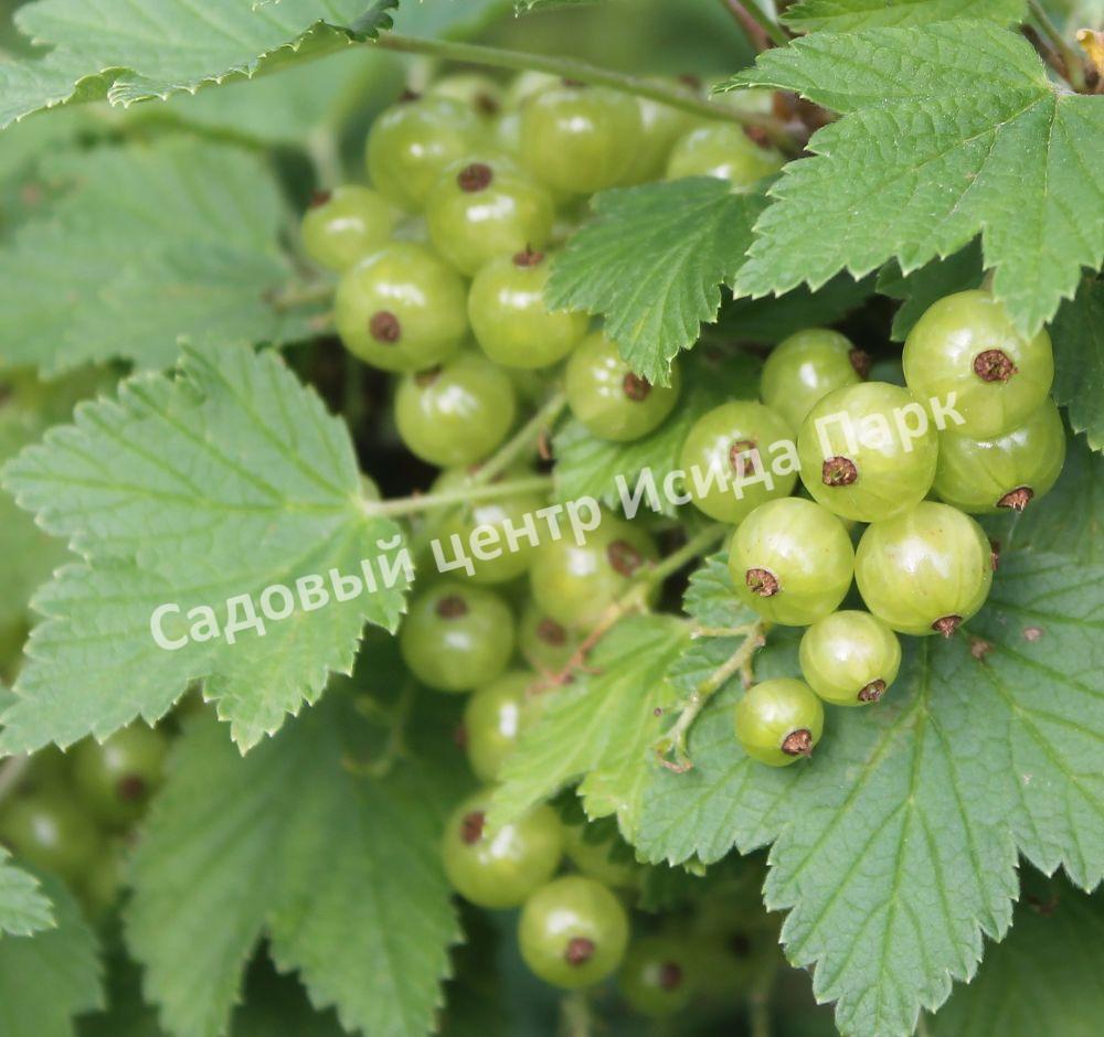 Смородина белая Снежная Королева (Snezhnaya Koroleva) Смородина белая Снежная Королева (Snezhnaya Koroleva)