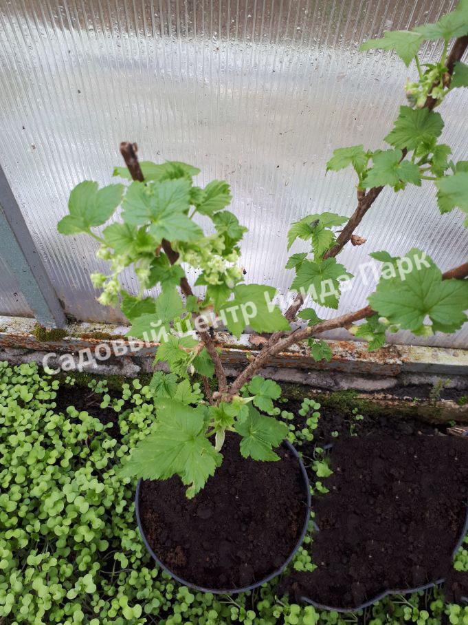 Смородина белая Снежная Королева (Snezhnaya Koroleva) Смородина белая Снежная Королева (Snezhnaya Koroleva)