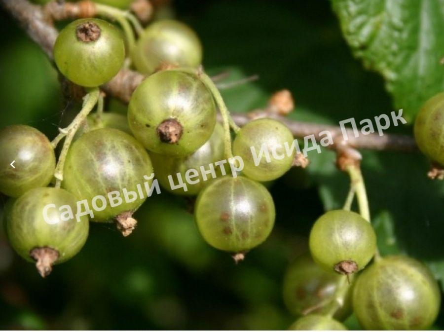 Смородина белая Снежная Королева (Snezhnaya Koroleva) Смородина белая Снежная Королева (Snezhnaya Koroleva)