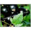 Смородина черная Аспирантская (Currant Postgraduate) 4