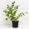 Смородина черная Аспирантская (Currant Postgraduate) 2