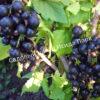 Смородина черная Аспирантская (Currant Postgraduate) 6