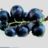 Смородина черная Аспирантская (Currant Postgraduate) 7