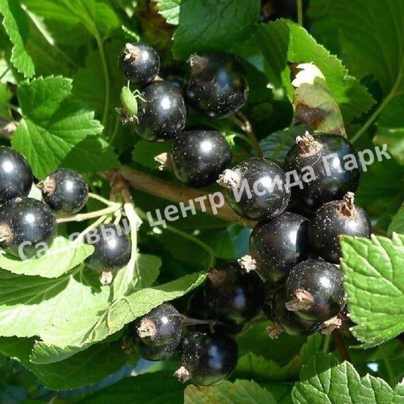 Смородина черная Бен Тирен (Ben Tirran) Смородина черная Бен Тирен (Ben Tirran)