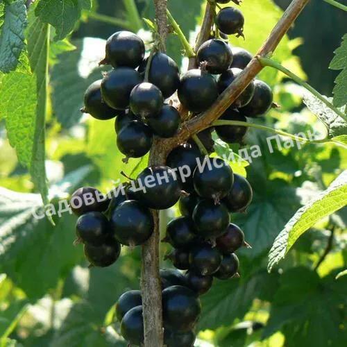 Смородина черная Бен Тирен (Ben Tirran) Смородина черная Бен Тирен (Ben Tirran)