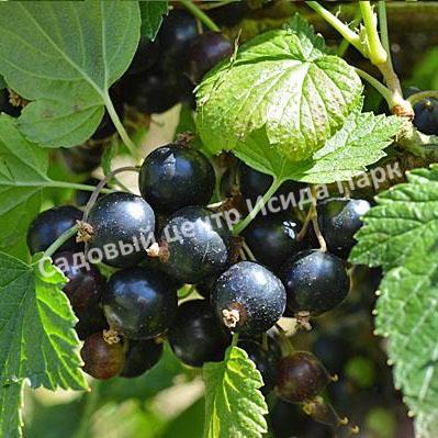 Смородина черная Бен Тирен (Ben Tirran) Смородина черная Бен Тирен (Ben Tirran)