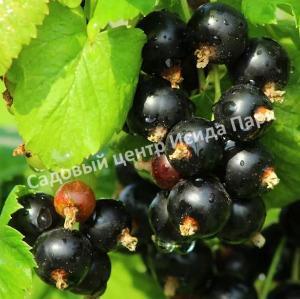 Смородина черная Бессемянная (Seedless) Смородина черная Бессемянная (Seedless)