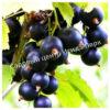 Смородина черная Бессемянная (Seedless) 2