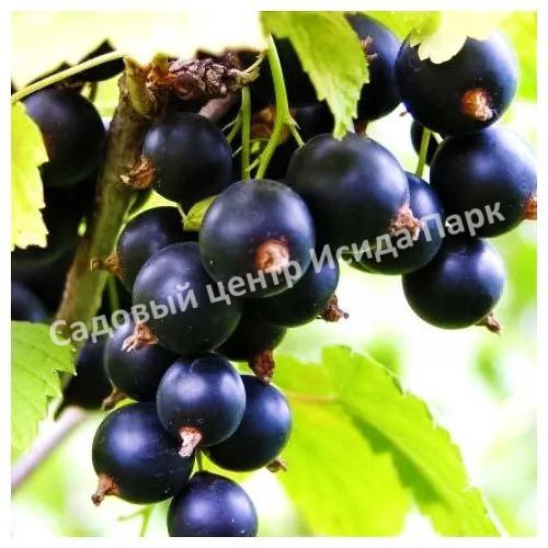 Смородина черная Бессемянная (Seedless) Смородина черная Бессемянная (Seedless)