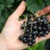 Смородина черная Бессемянная (Seedless) 3