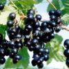 Смородина черная Бессемянная (Seedless) 5