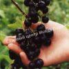 Смородина черная Бессемянная (Seedless) 6