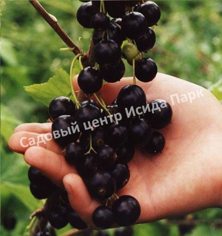 Смородина черная Бессемянная (Seedless) Смородина черная Бессемянная (Seedless)