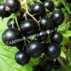 Смородина черная Бессемянная (Seedless) 1