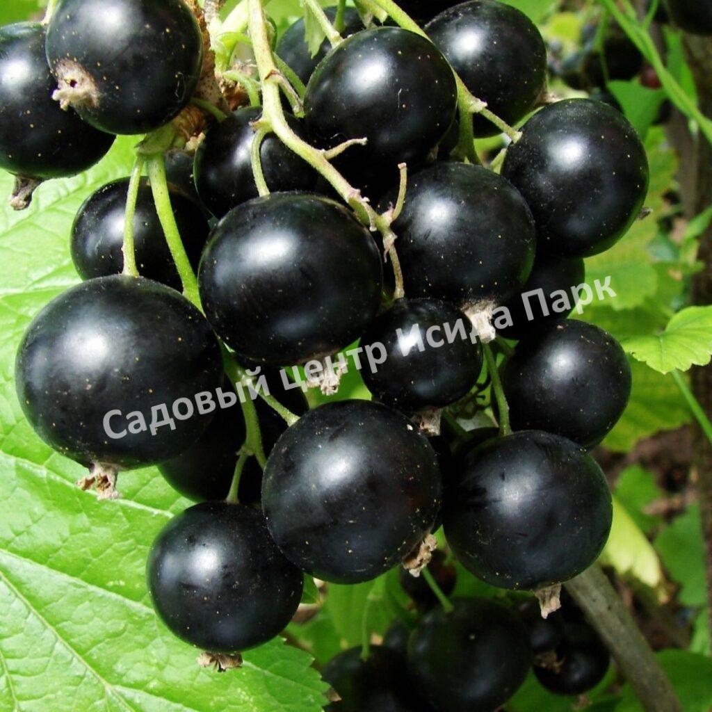 Смородина черная Бессемянная (Seedless)