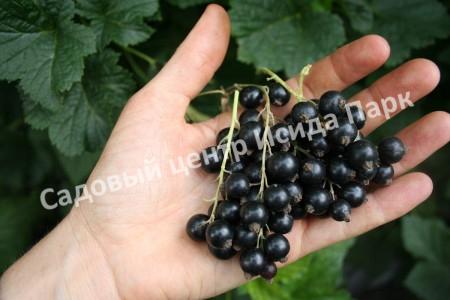Смородина черная Бессемянная (Seedless) Смородина черная Бессемянная (Seedless)