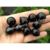 Смородина черная Блэк Меджик Карбон (black-magic-carbon) 2