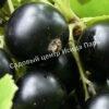 Смородина черная Блэк Меджик Карбон (black-magic-carbon) 3