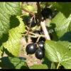 Смородина черная Блэк Меджик Карбон (black-magic-carbon) 4