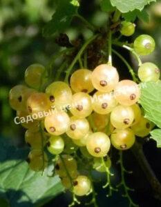 Смородина белая Десертная белая (Desertnaya)