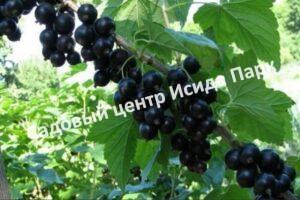 Смородина черная Детскосельская (Detskoselskaya)
