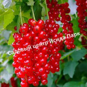 Смородина красная Детван (Detvan)
