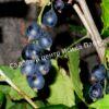 Смородина черная дикуша Охта, Алданский виноград (Ribes dikuscha) 4