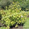 Смородина черная дикуша Охта, Алданский виноград (Ribes dikuscha) 2