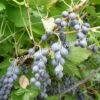 Смородина черная дикуша Охта, Алданский виноград (Ribes dikuscha) 3