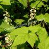 Смородина черная дикуша Охта, Алданский виноград (Ribes dikuscha) 5