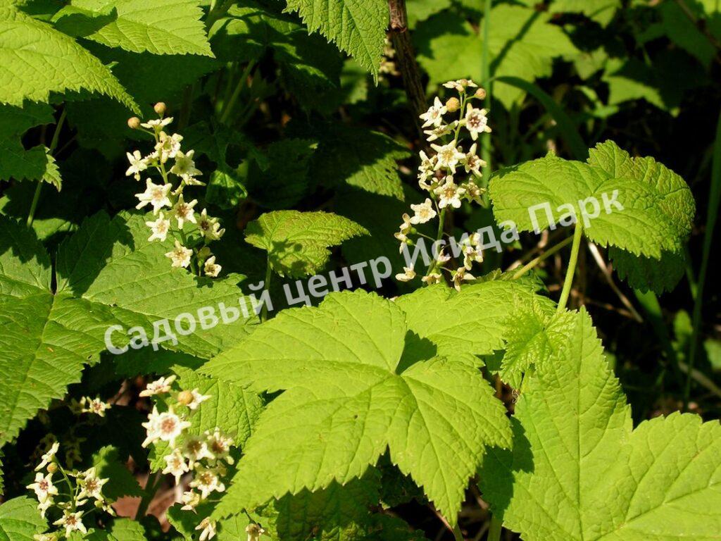 Смородина черная дикуша Охта, Алданский виноград (Ribes dikuscha)