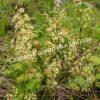 Смородина черная дикуша Охта, Алданский виноград (Ribes dikuscha) 6