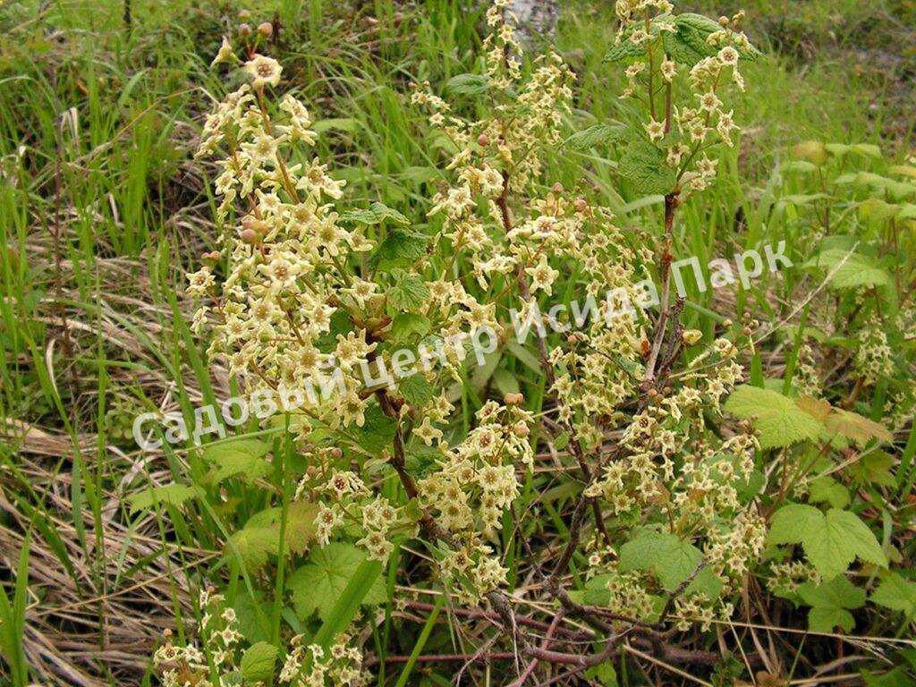 Смородина черная дикуша Охта, Алданский виноград (Ribes dikuscha)