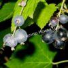 Смородина черная дикуша Охта, Алданский виноград (Ribes dikuscha) 1